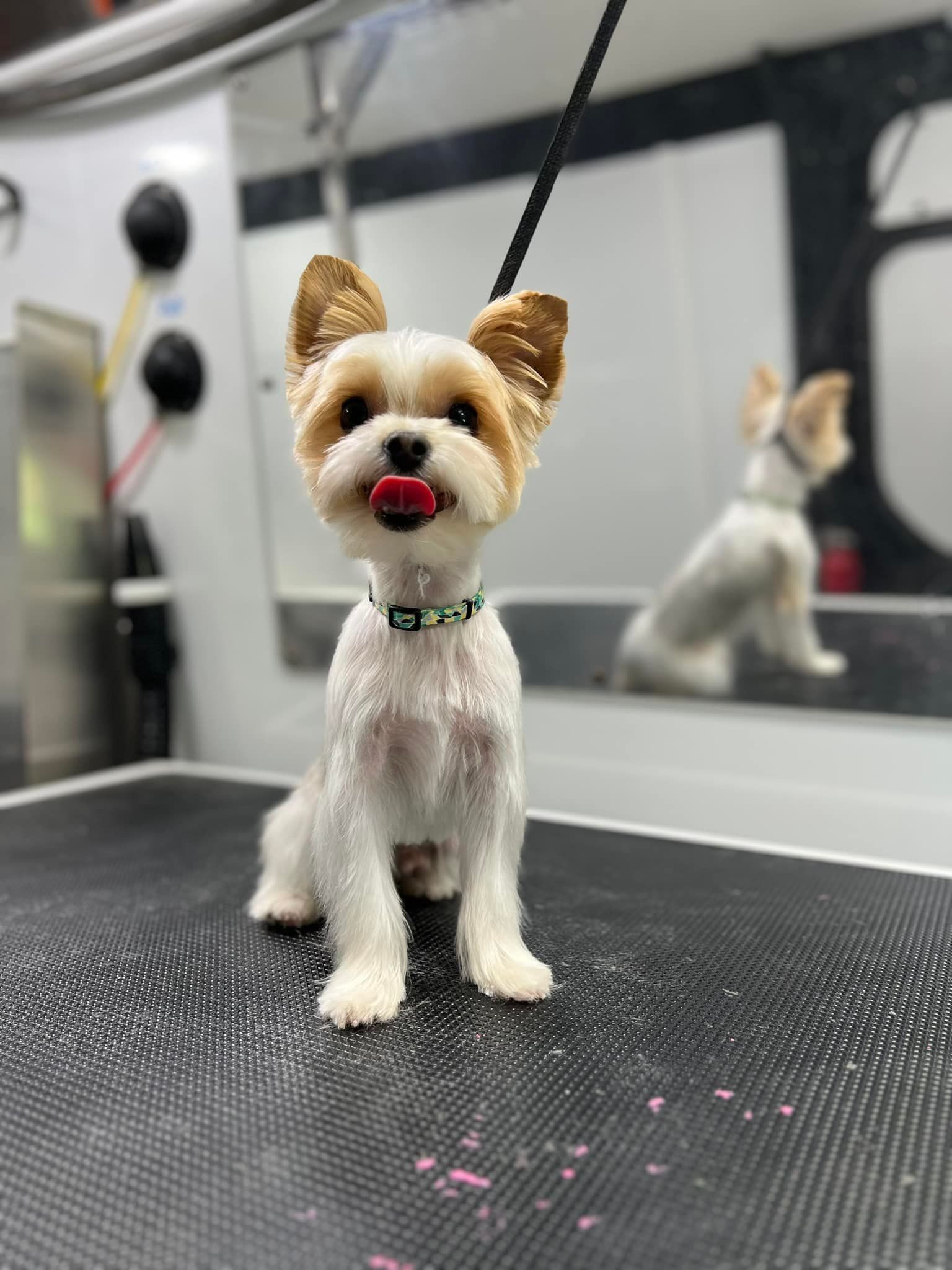 A small white dog is sitting on a grooming table.