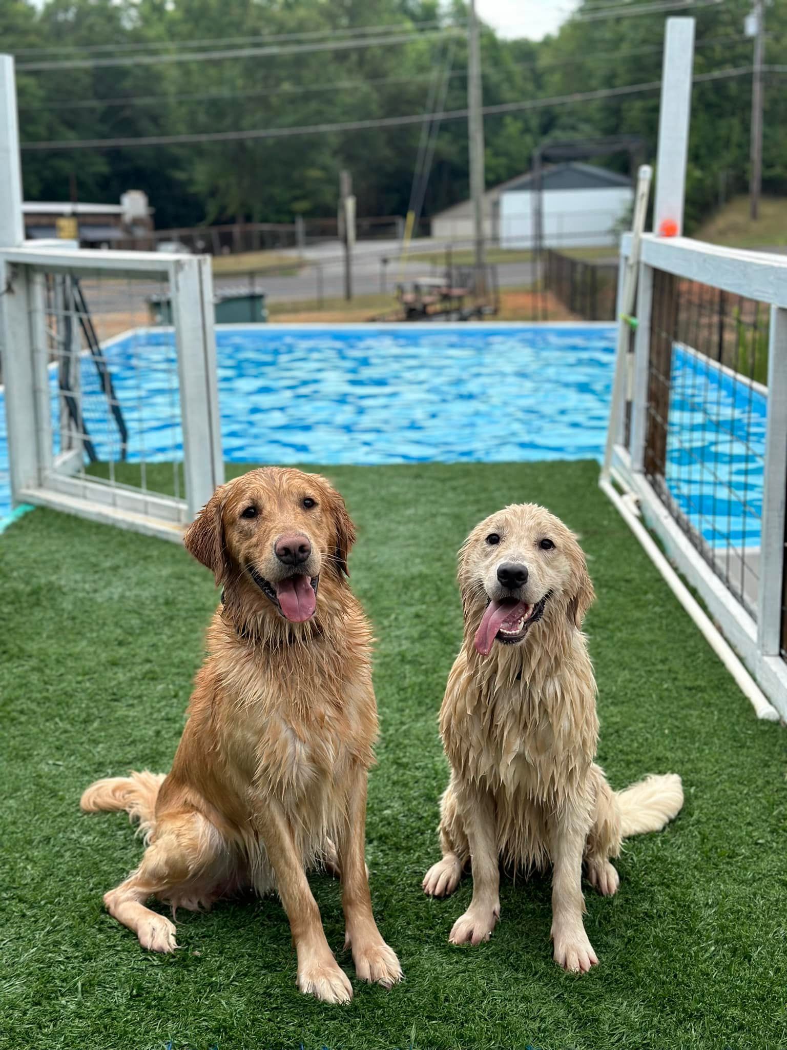 Two dogs are sitting on the grass in front of a swimming pool.