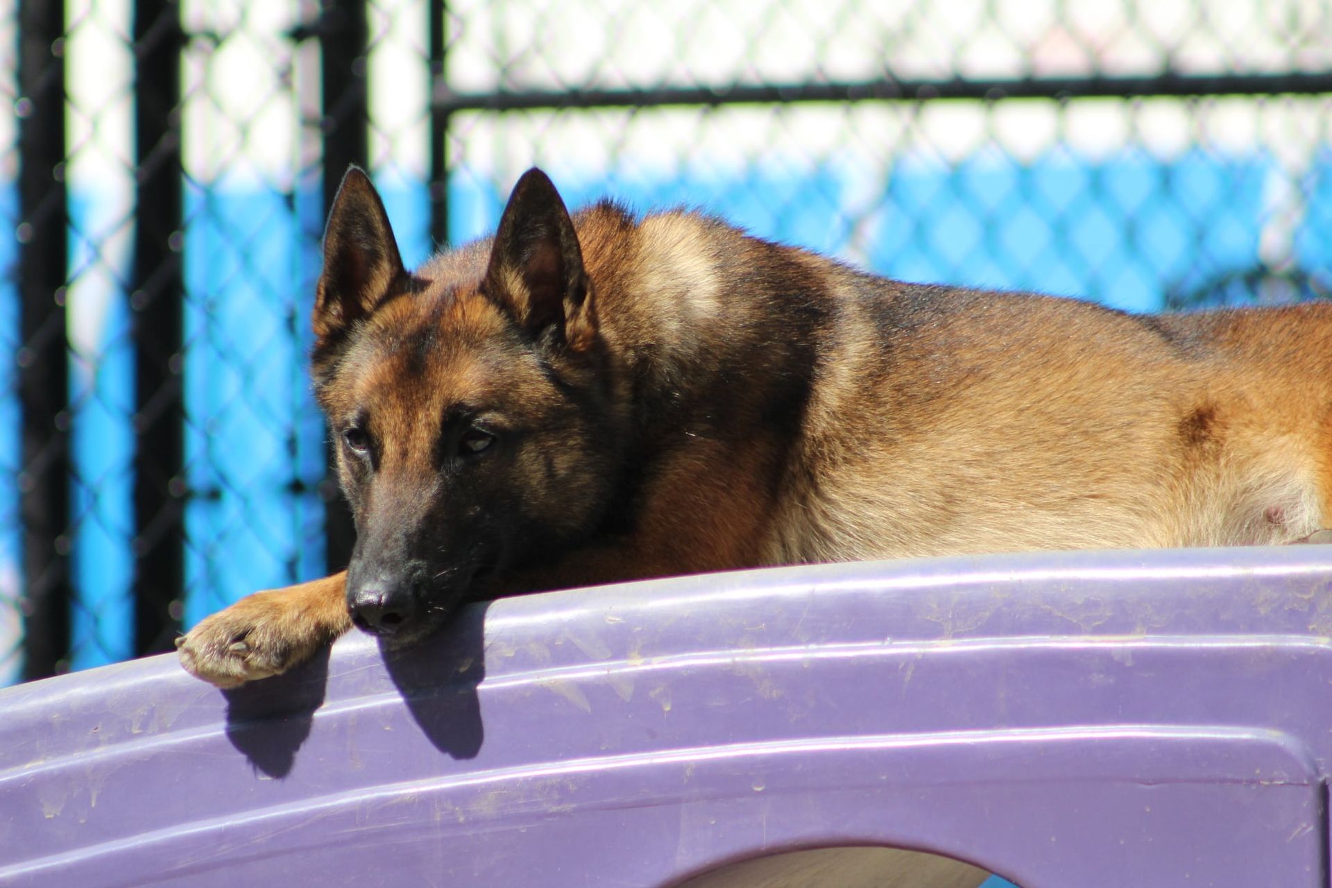 A german shepherd dog is laying on top of a purple toy.