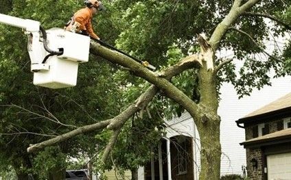 A worker in a lift bucket uses a chainsaw to prune a broken branch from a tree in front of a house.