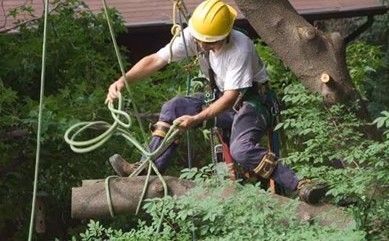 A person in a hard hat and safety harness sits in a tree, using ropes to lower a large, cut log.