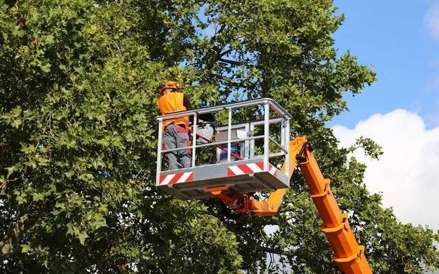 A worker in an orange safety vest stands in the raised metal basket of an orange boom lift, trimming a green tree.