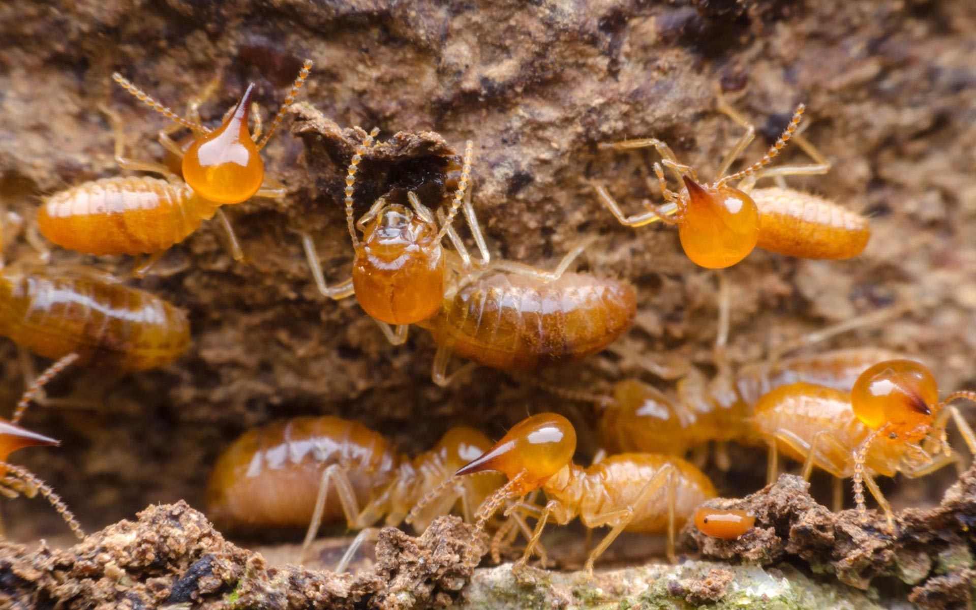 Ozark Integrated Pest Services Pest Control Topeka, KS