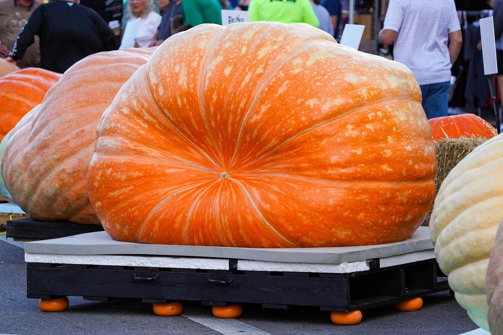 a very large pumpkin