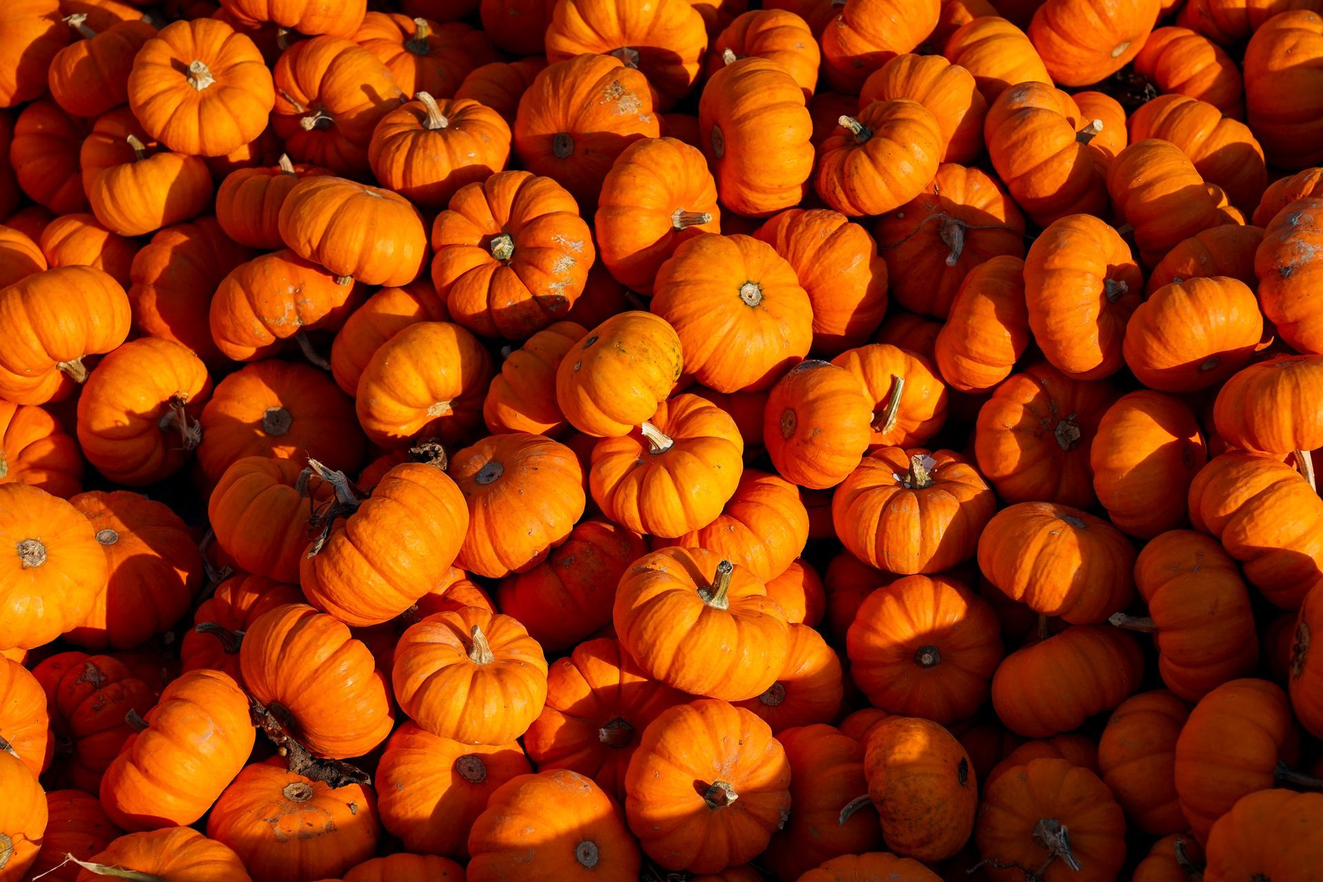 pumpkins