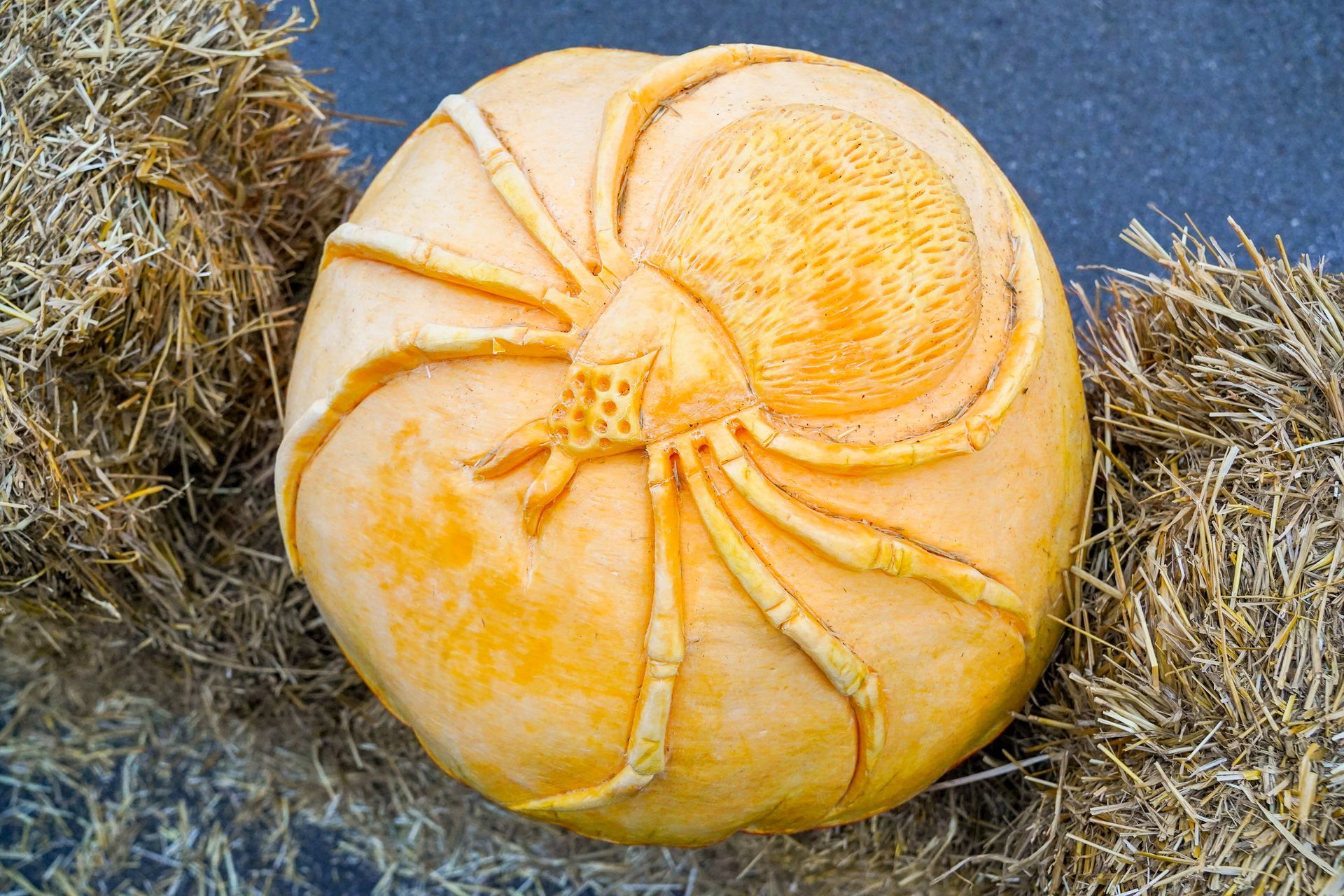 carved spider in a pumpkin