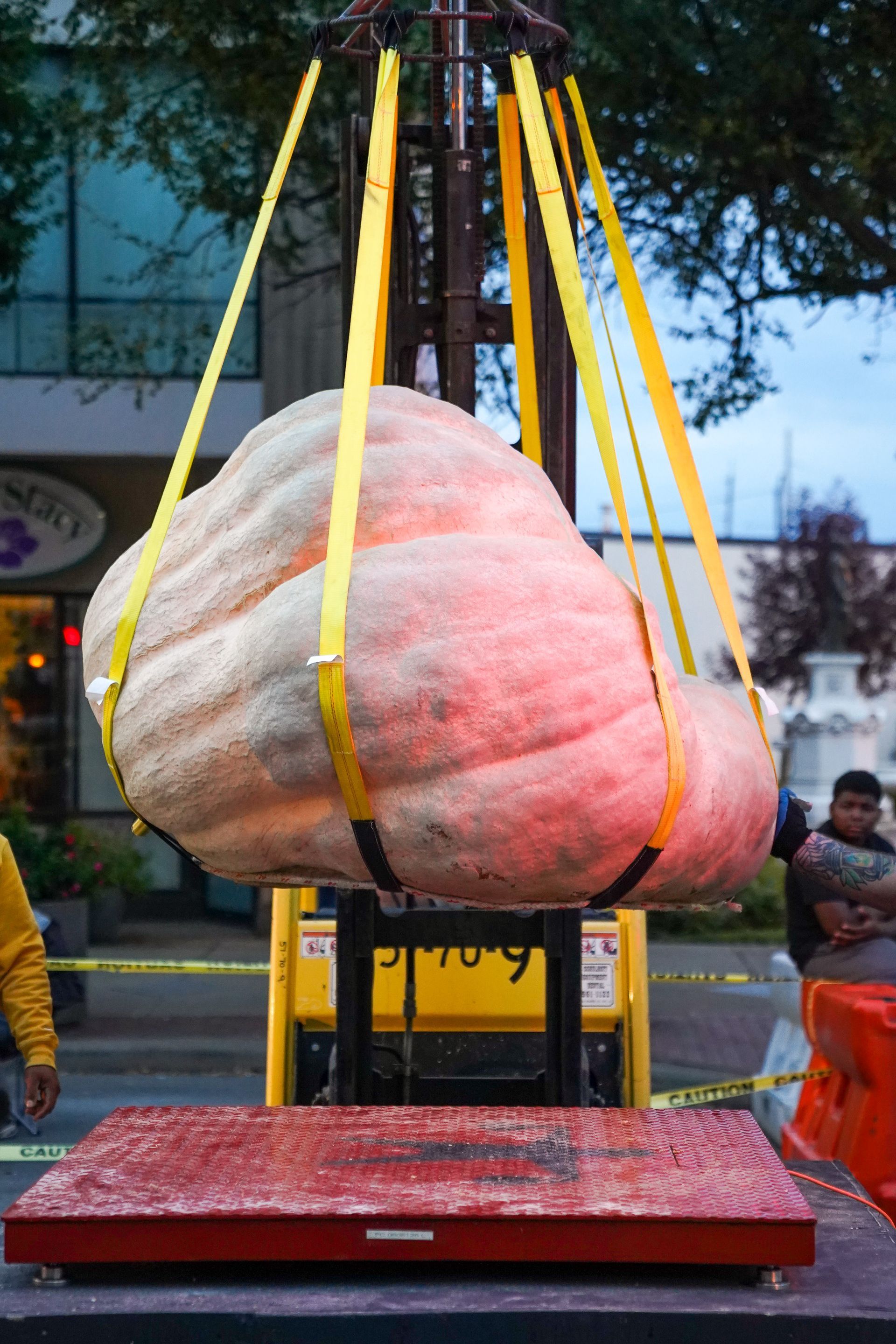 pumpkin weighing