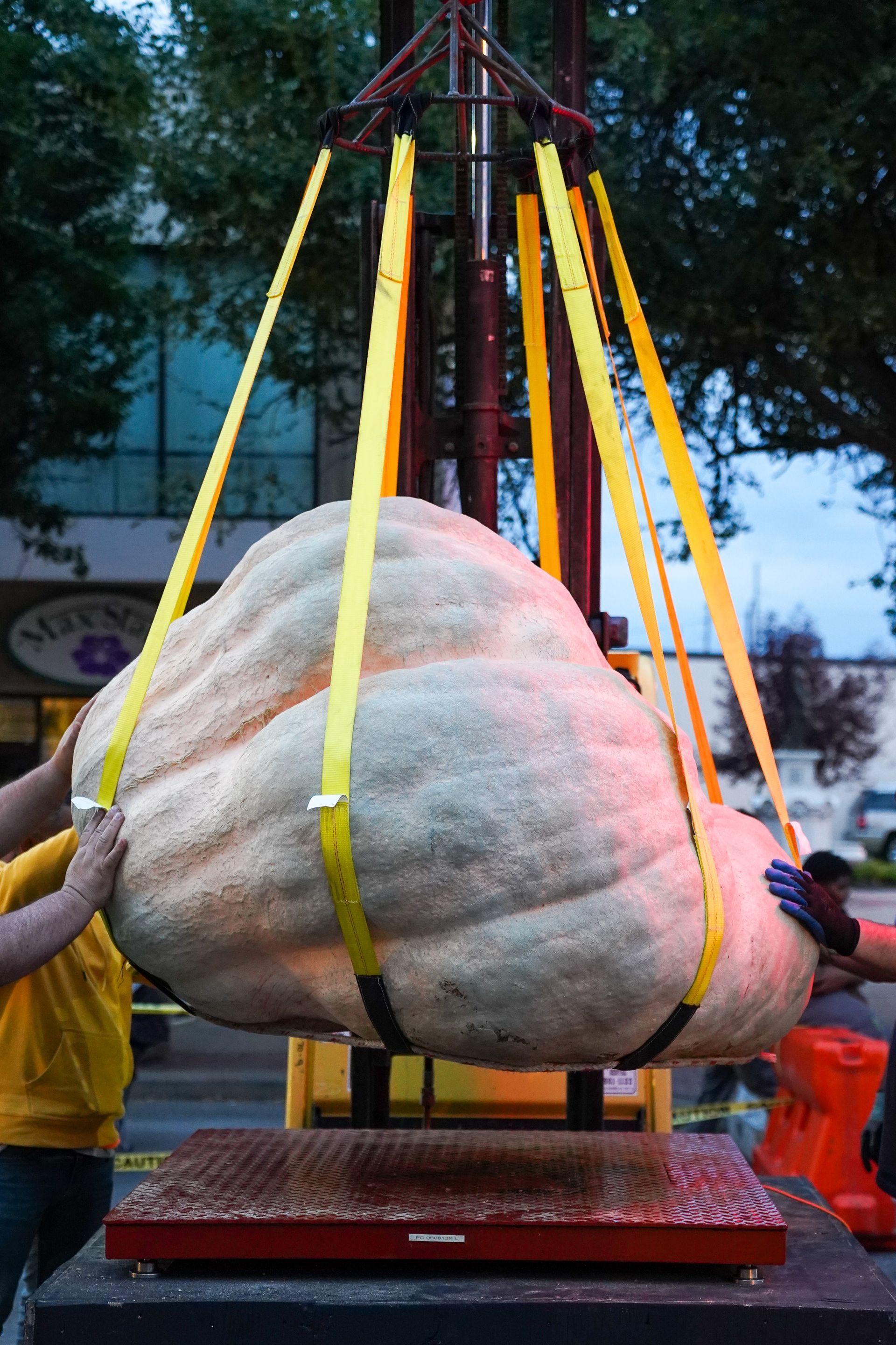 pumpkin weighing