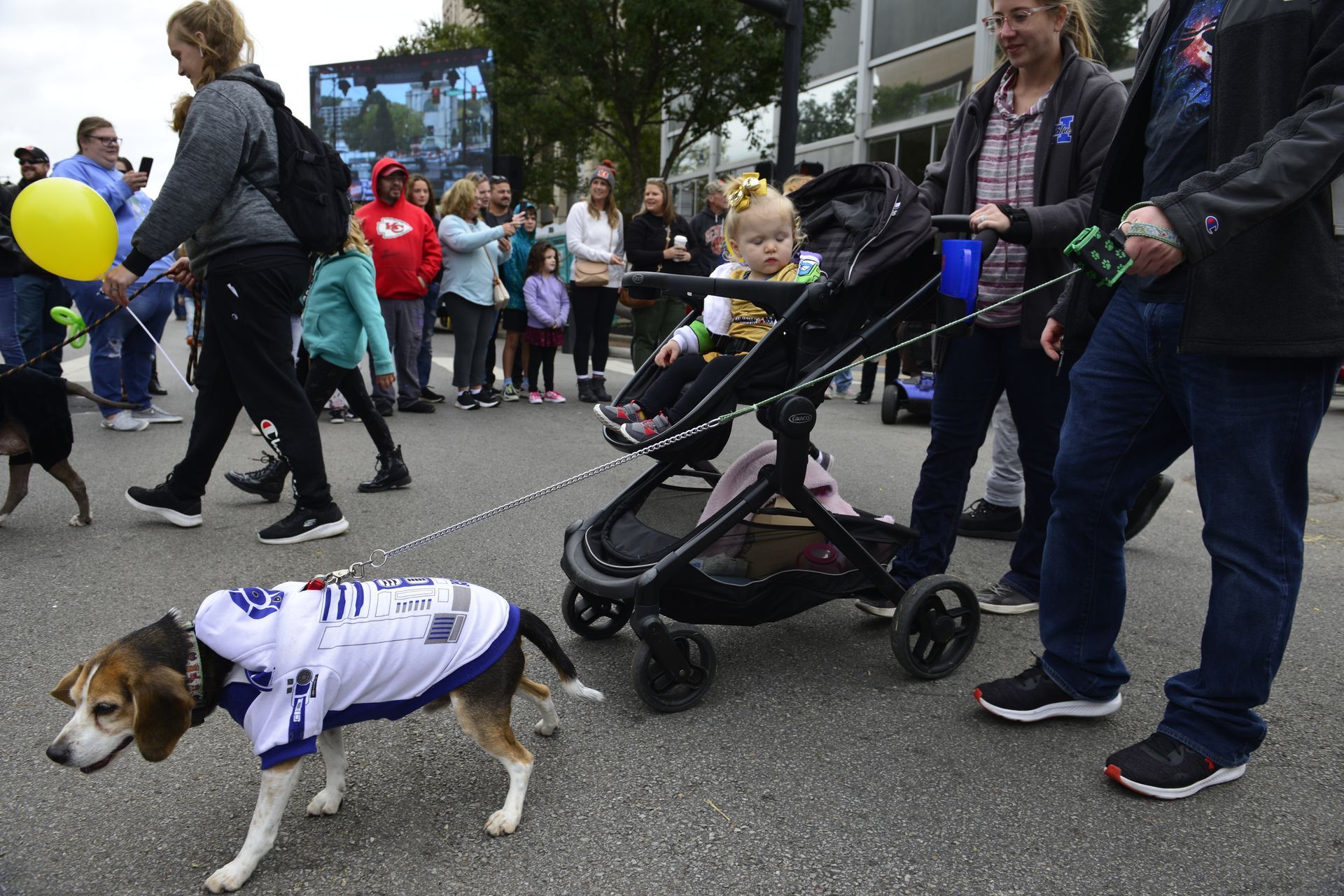 a dog wearing a hockey jersey is being pulled by a stroller