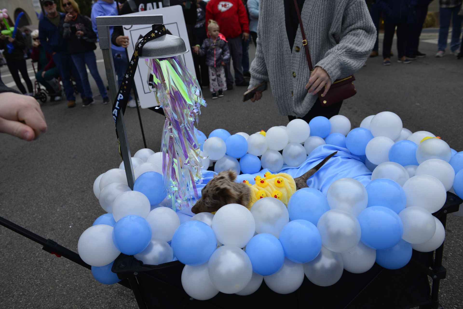 a dog is in a bathtub filled with blue and white balloons