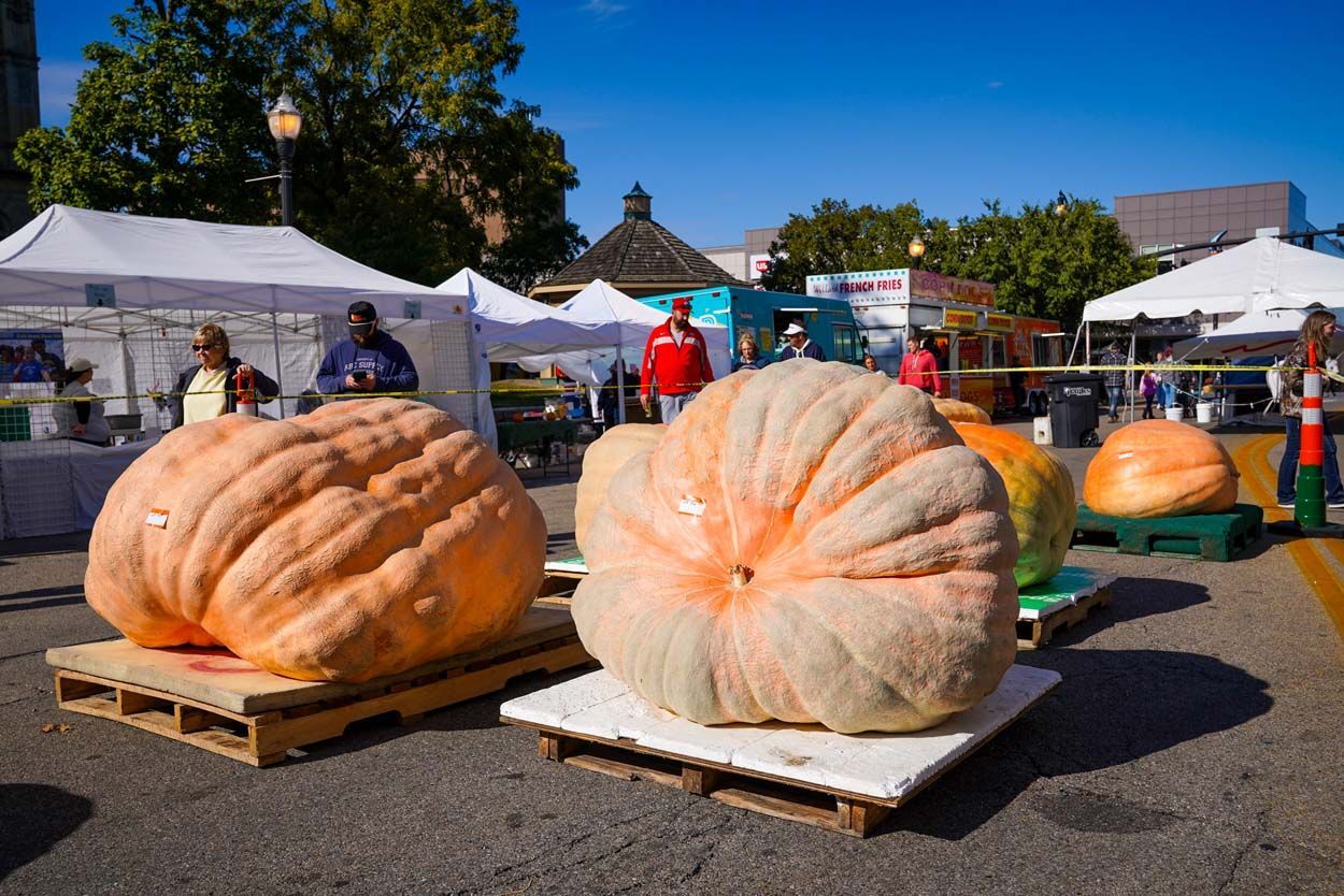 Two big pumpkins