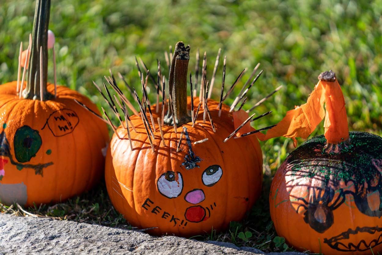 Racoon pumpkin design