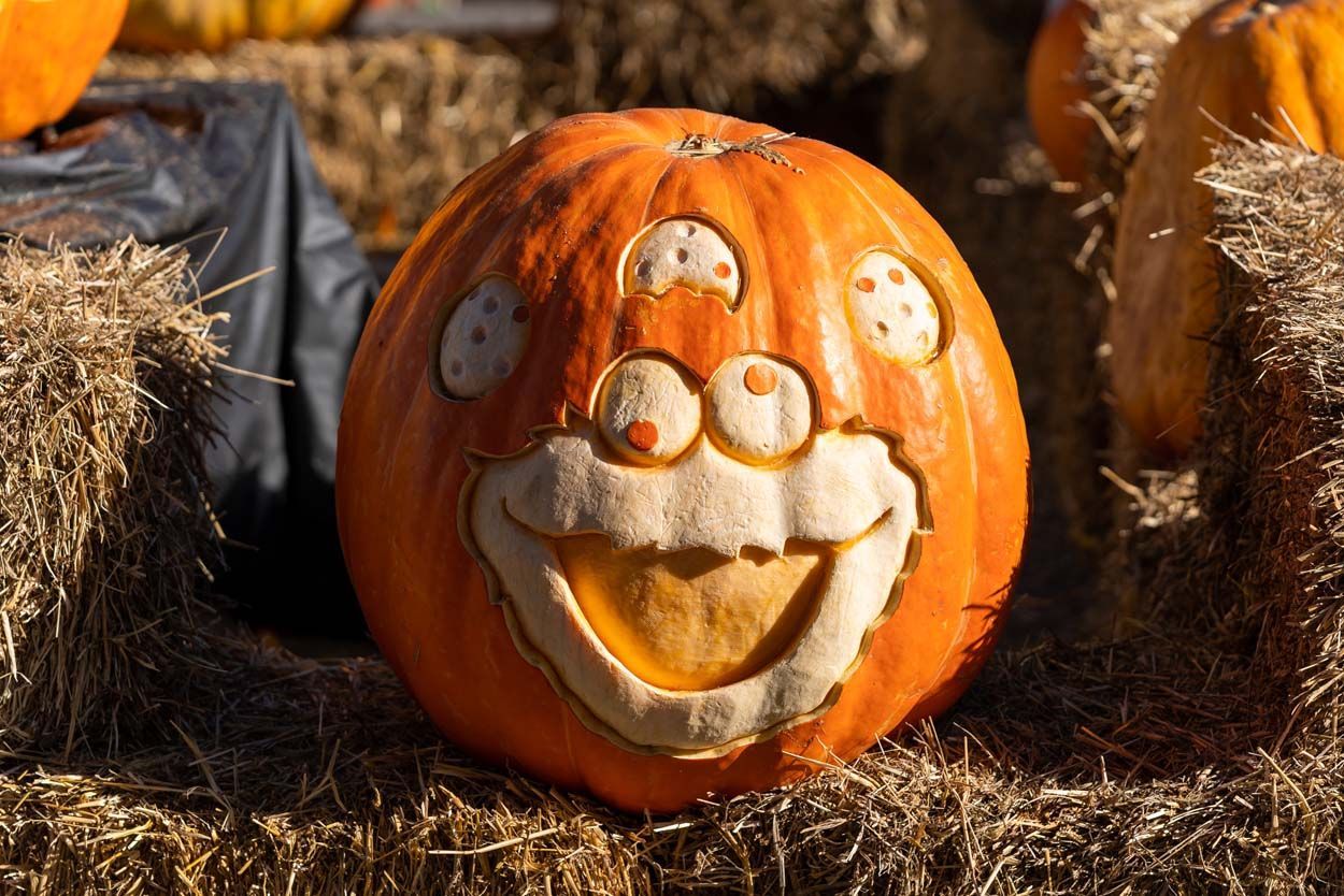 Iguana pumpkin design