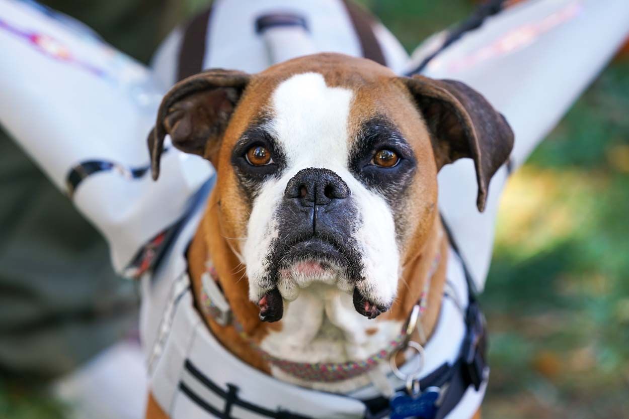 Dog astronaut custome