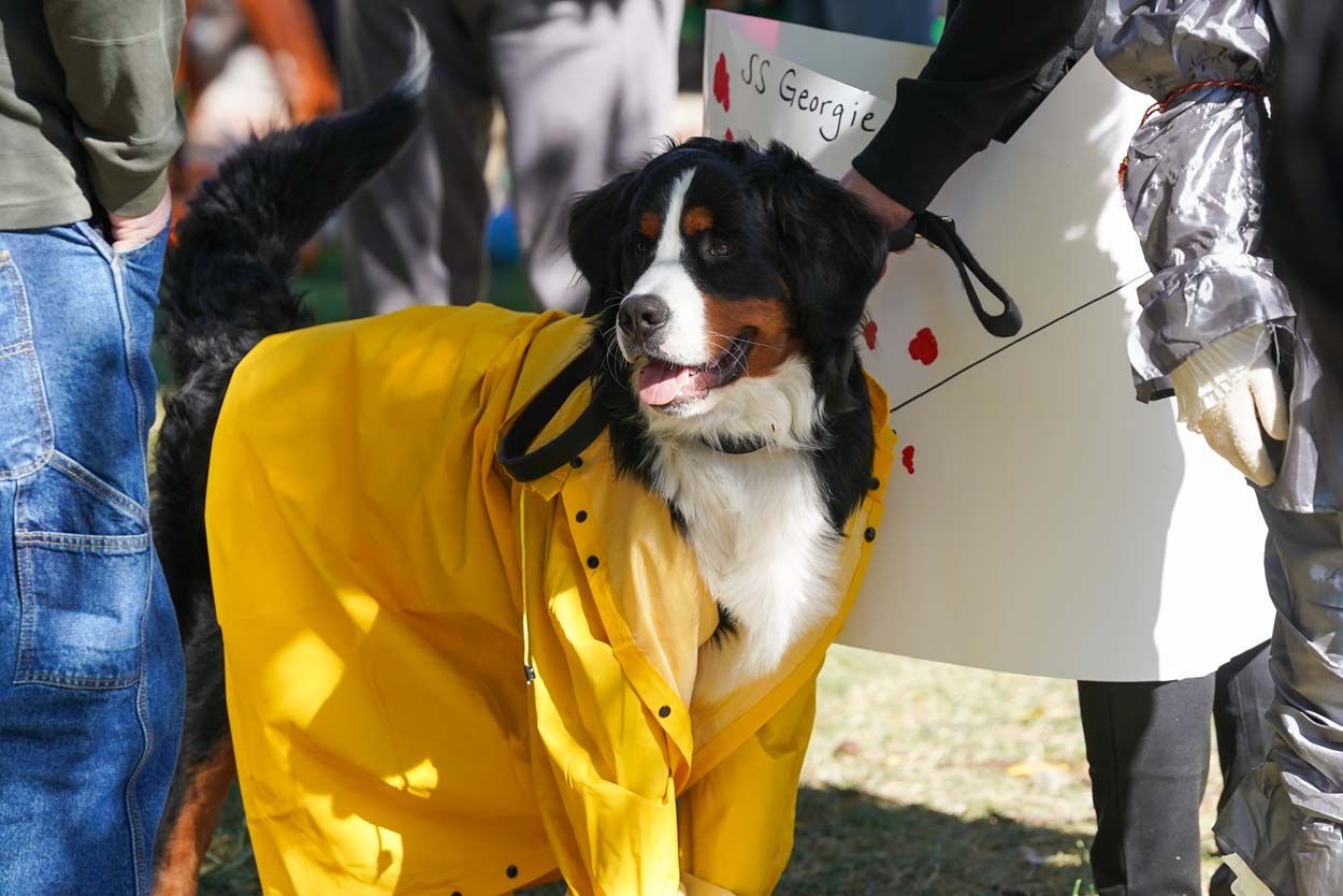 Dog in yellow jacket