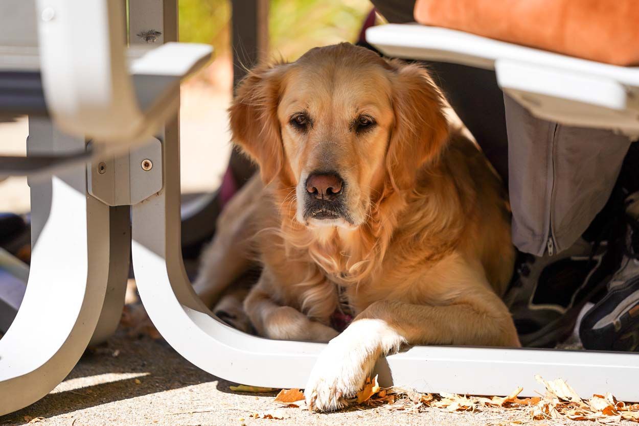 Golden Retriever resting