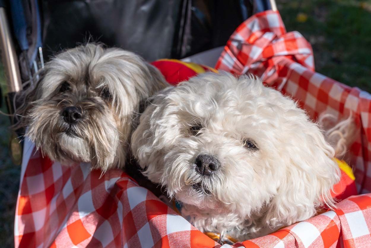 Pet parade white dog
