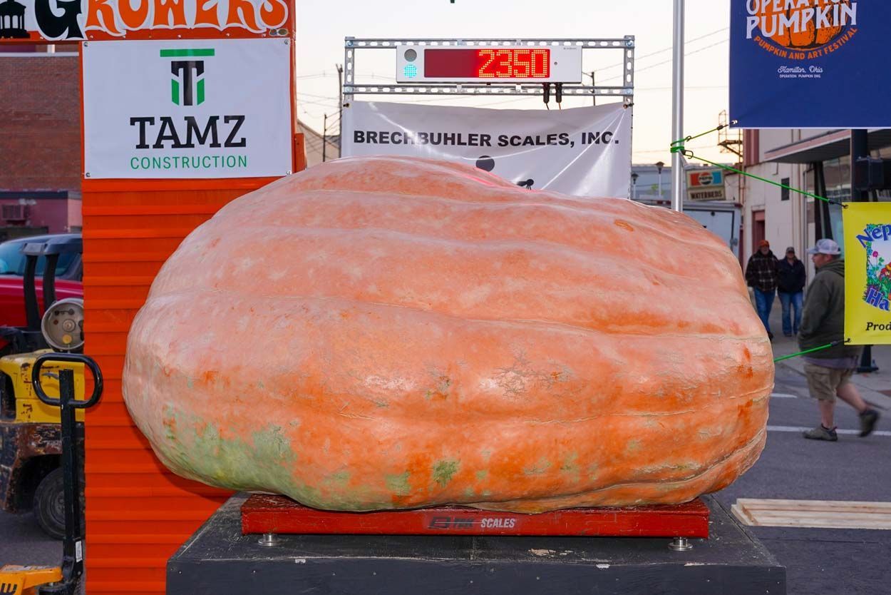 Large pumpkin