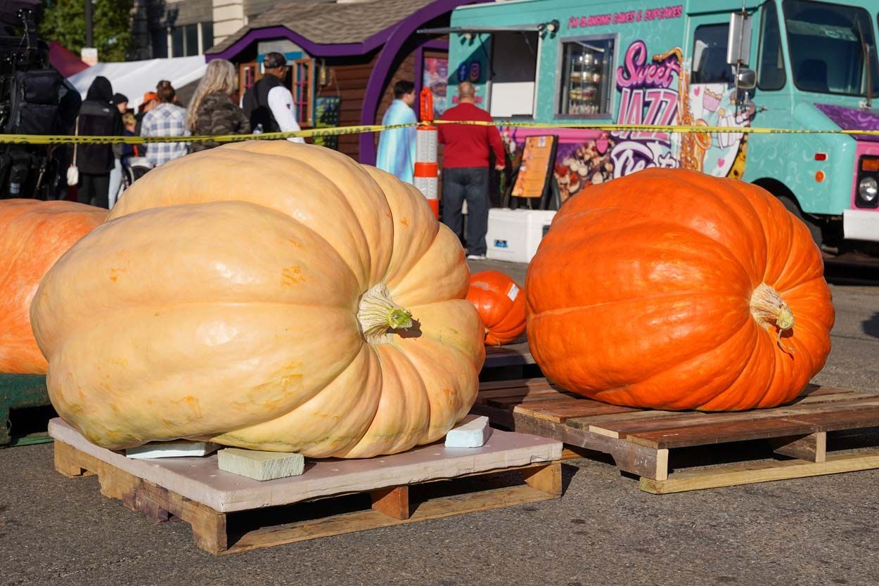 Two large pumpkins