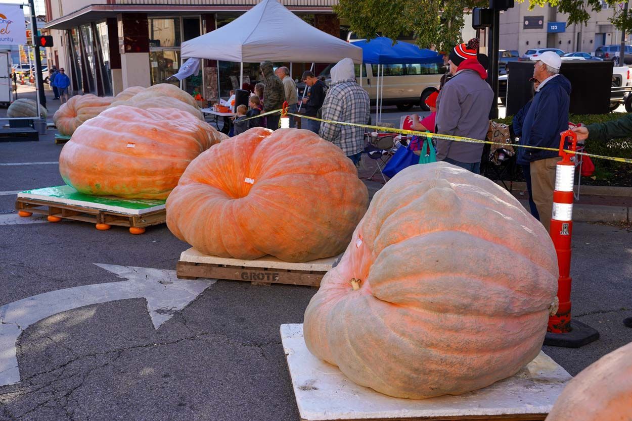 Three large pumpkins
