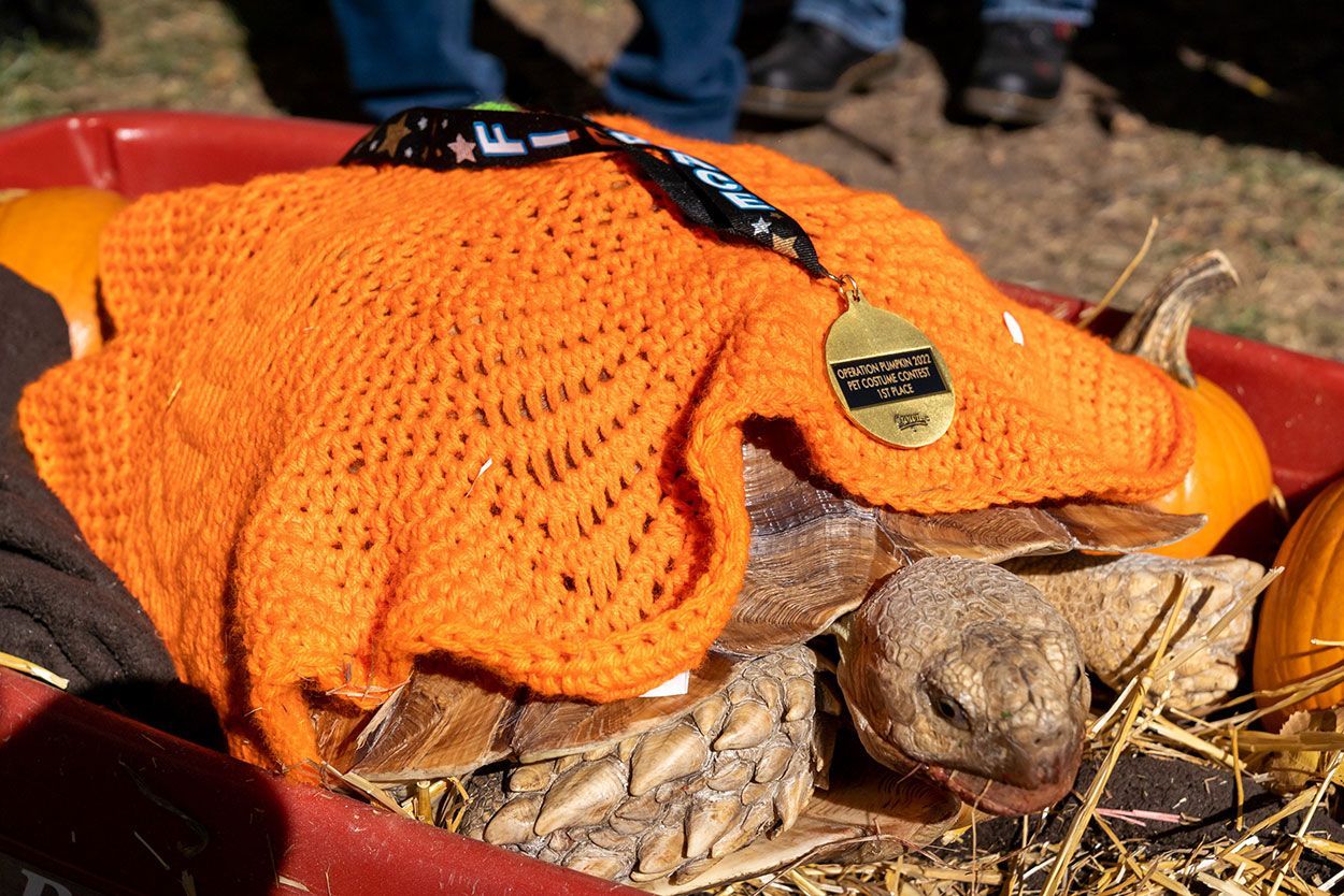 Tortoise with orange blanket