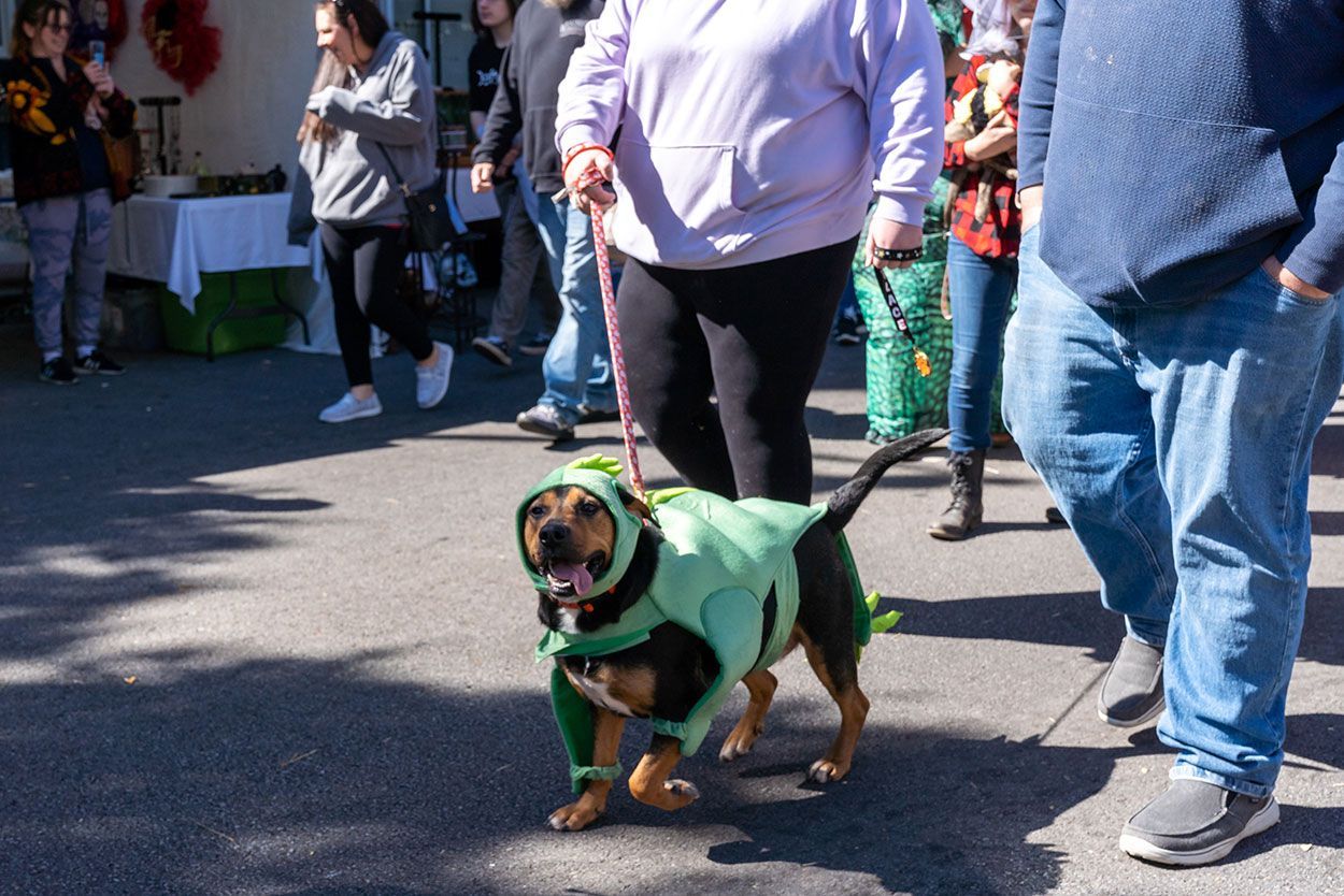 2022 Pet Parade Photos at Operation Pumpkin Festival Hamilton, OH