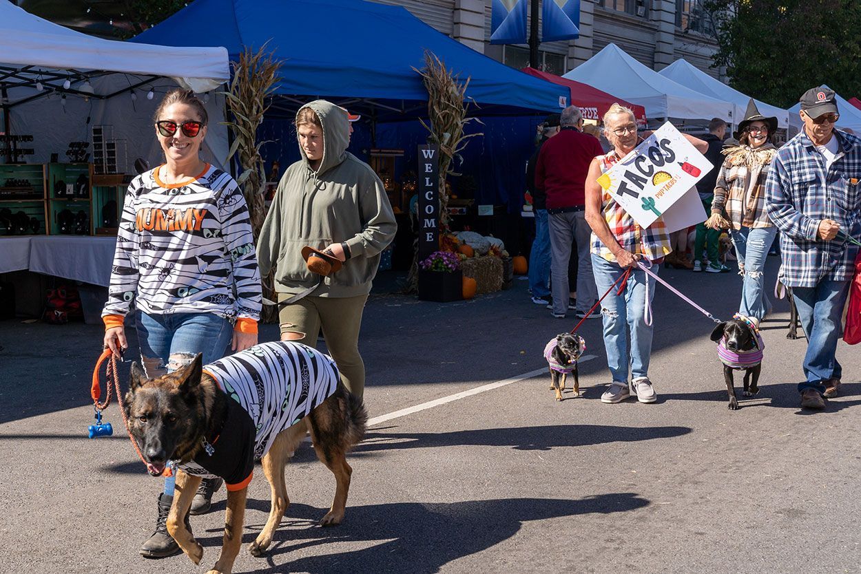 Dog on a zebra custome