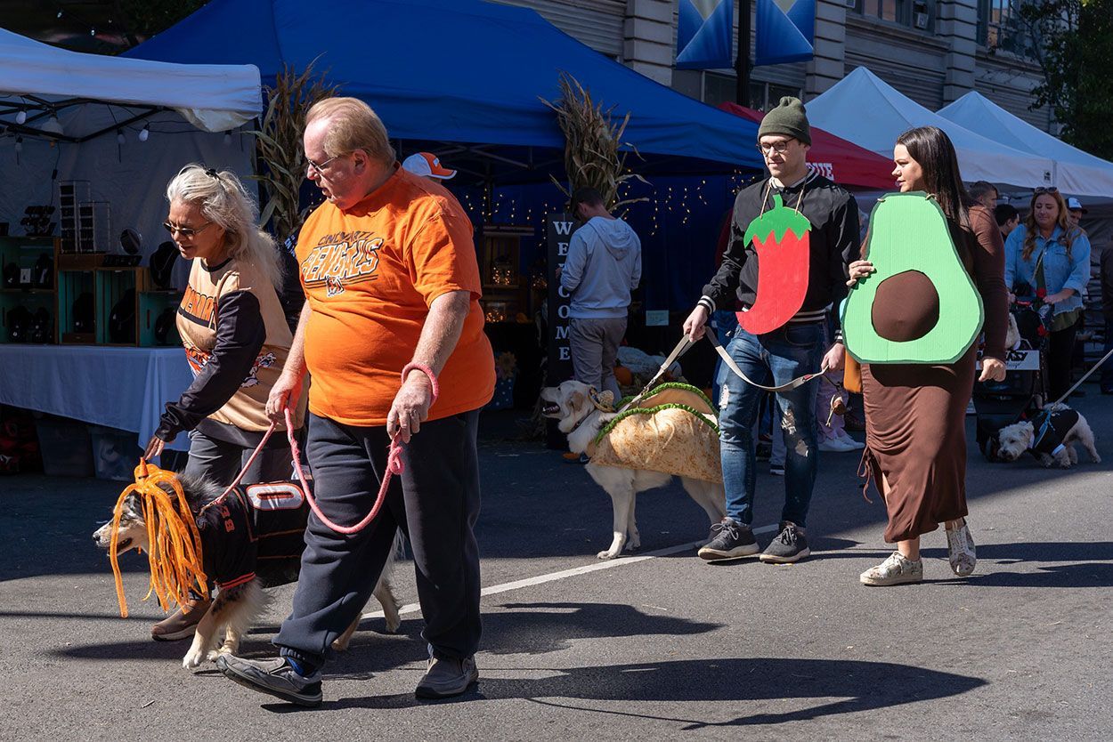 Dog parade