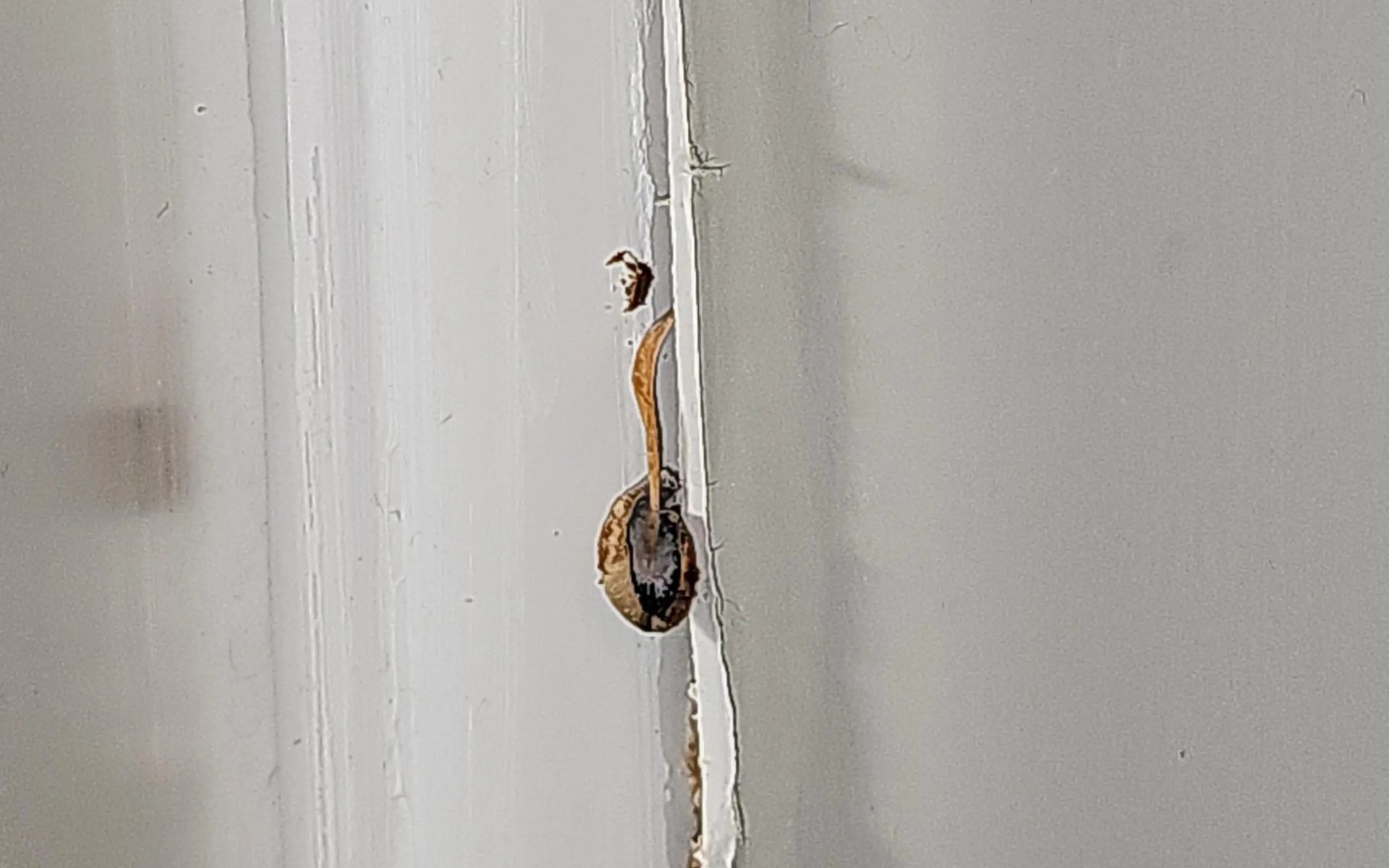 A small, brownish, circular object attached by a thin stalk to a vertical white wall crack.