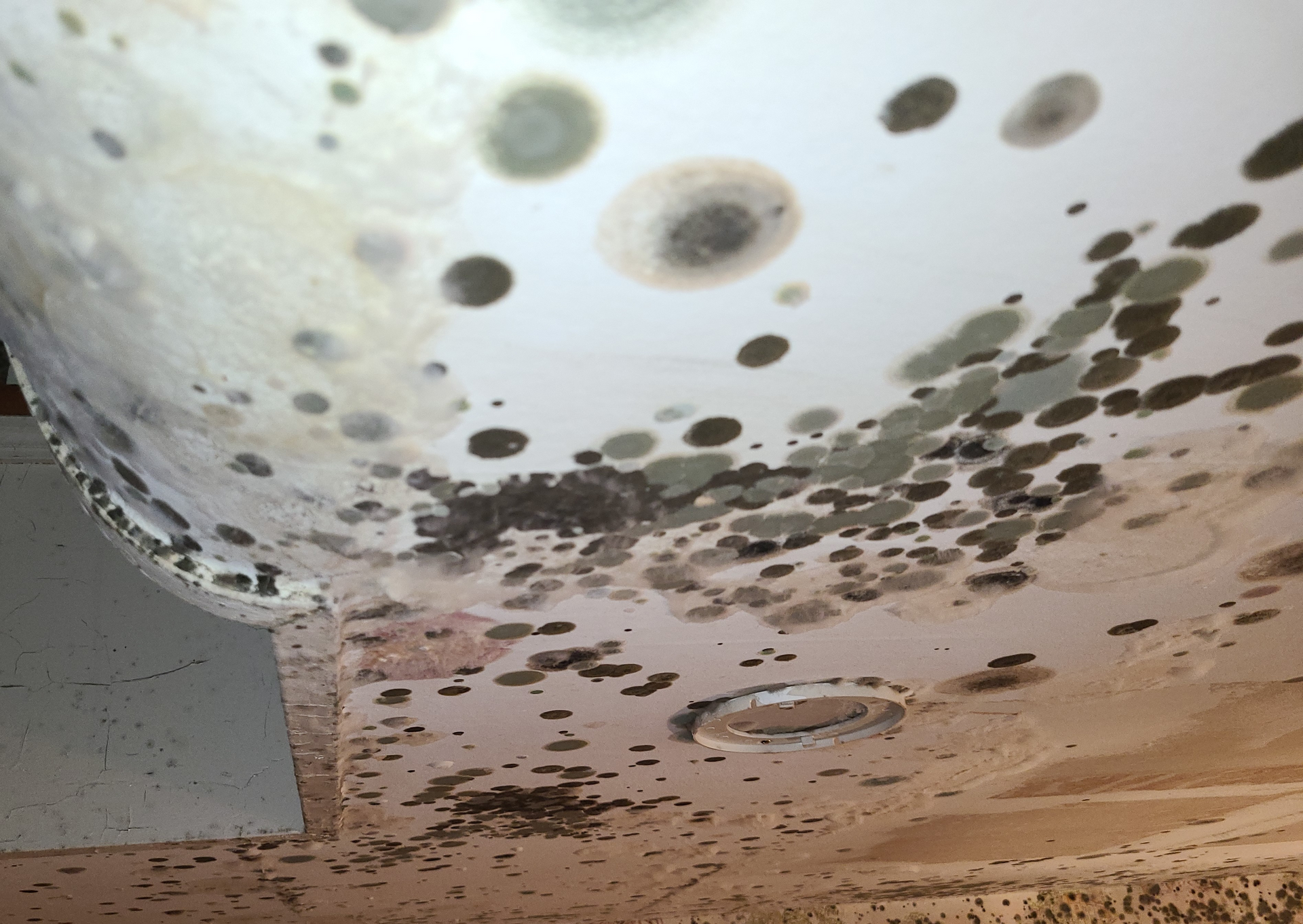 A white ceiling corner heavily infested with dark, circular mold spots, indicating significant moisture damage.