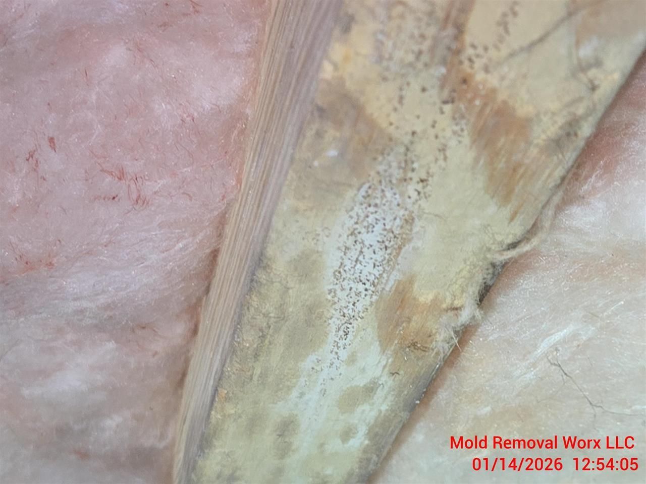 Close-up of pink fiberglass insulation next to wood framing with dark, spotted mold growth.
