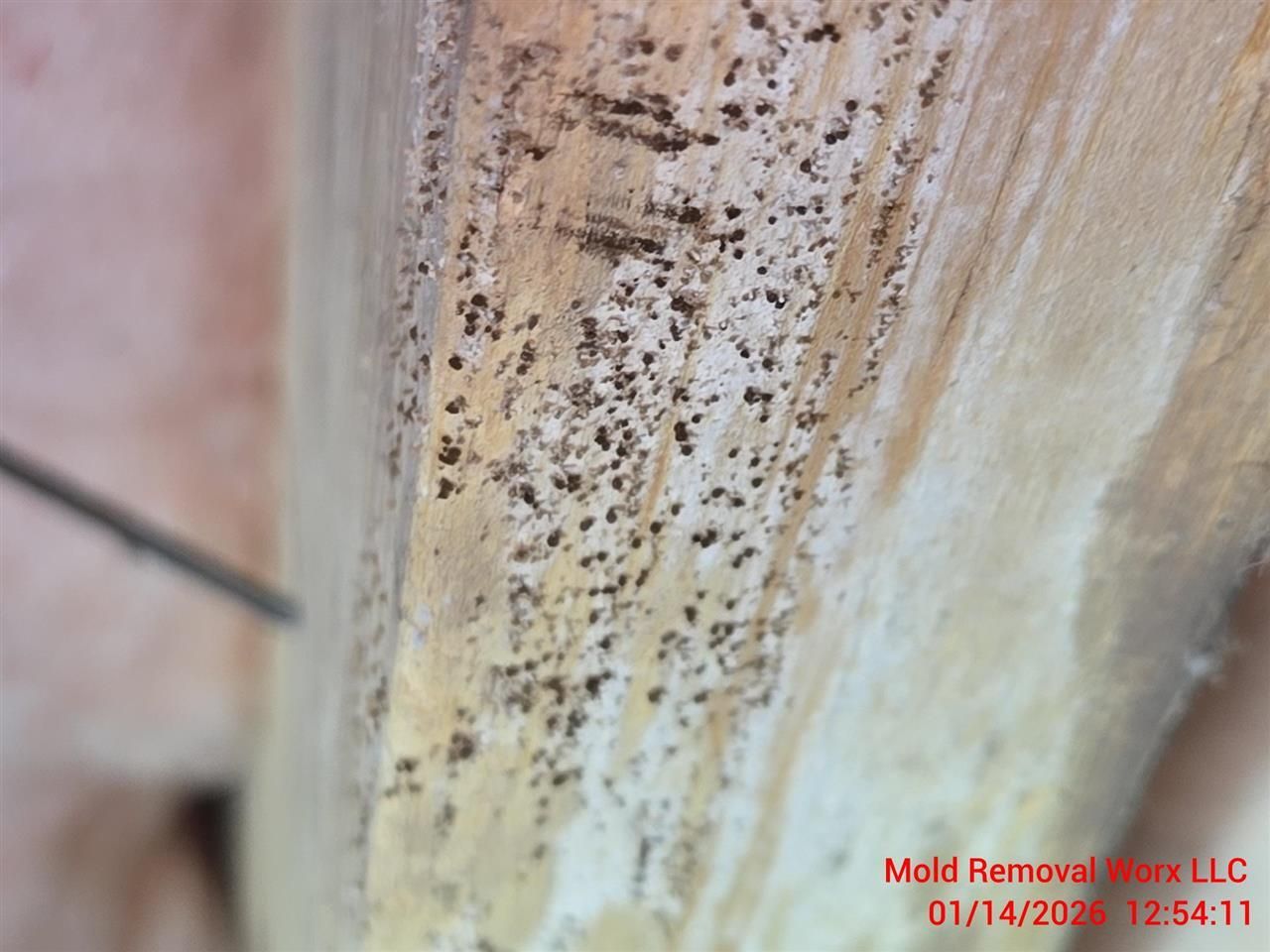 Close-up of a wooden beam covered in small, black, pin-prick spots, likely mold or insect damage, with a pointer visible.