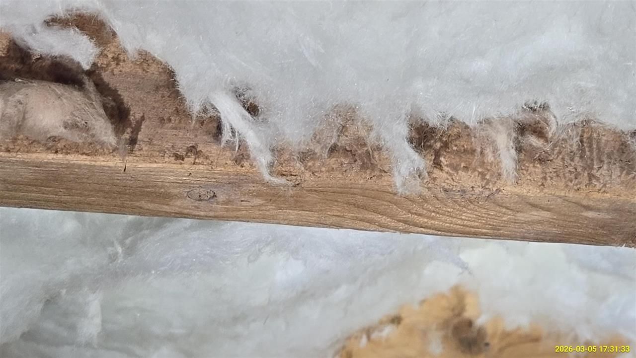 Close-up of fluffy white insulation tucked between wooden ceiling or wall beams.
