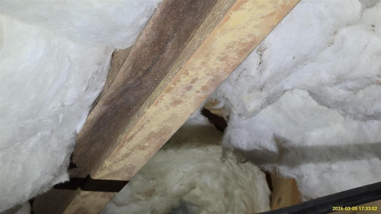 Close-up view of wooden roof rafters surrounded by thick, white fiberglass insulation batting in an attic space.