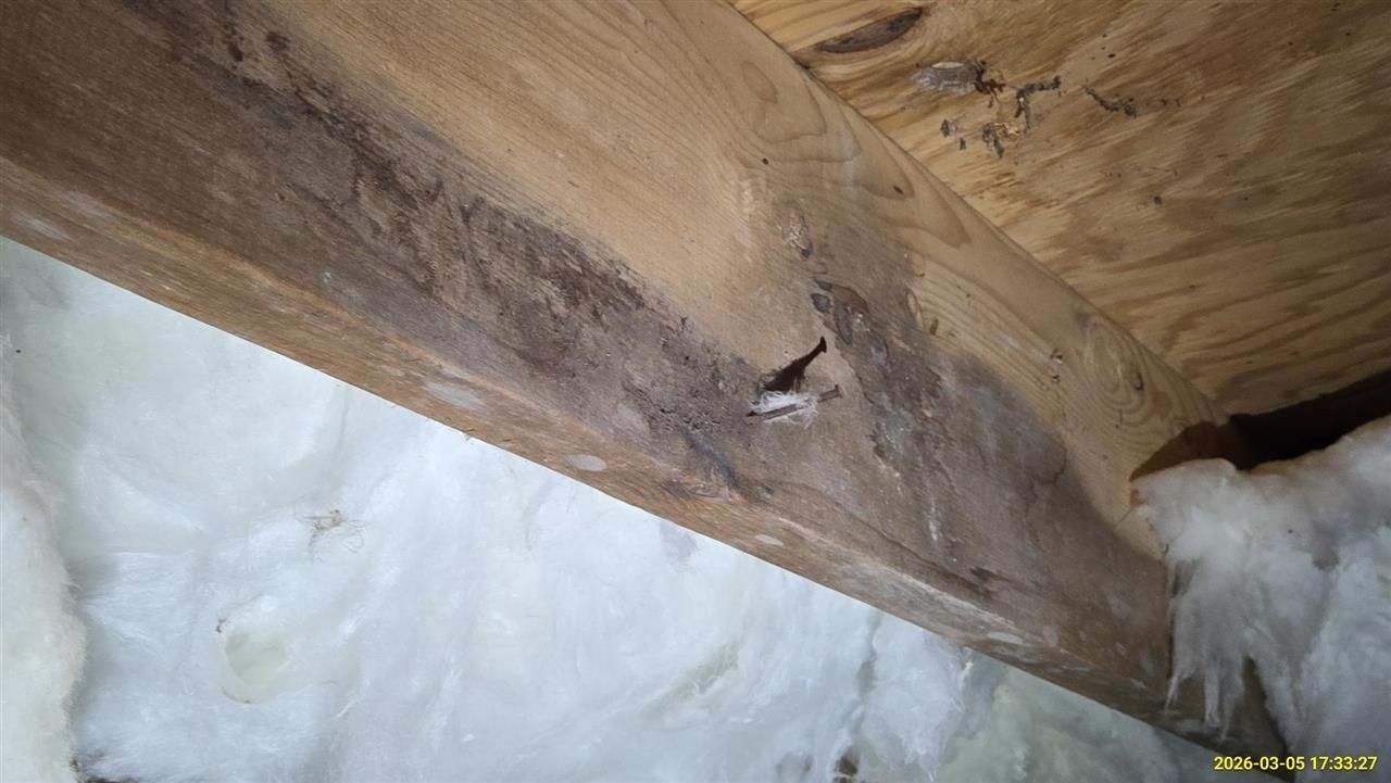 A wooden floor joist in an attic shows dark, discolored areas indicating potential mold or water damage near insulation.