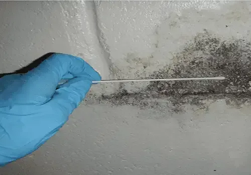 A gloved hand uses a sterile swab to collect a sample from a dark, mold-like substance growing on a white wall.
