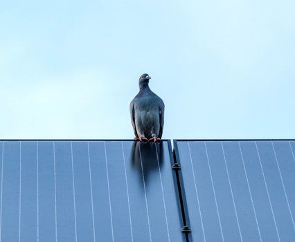 Homing pigeon on solar panel at the top of the roof