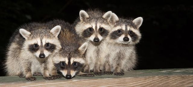 Professional Raccoon Trapping - Critter Control - Raccoon Trapping for Home