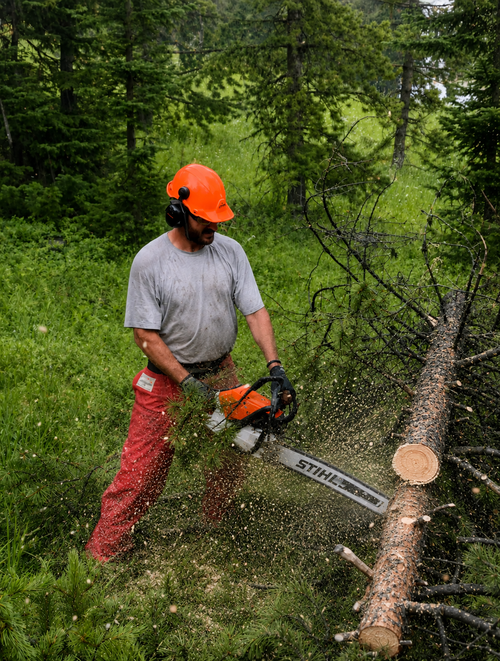 Ridgeline Forestry