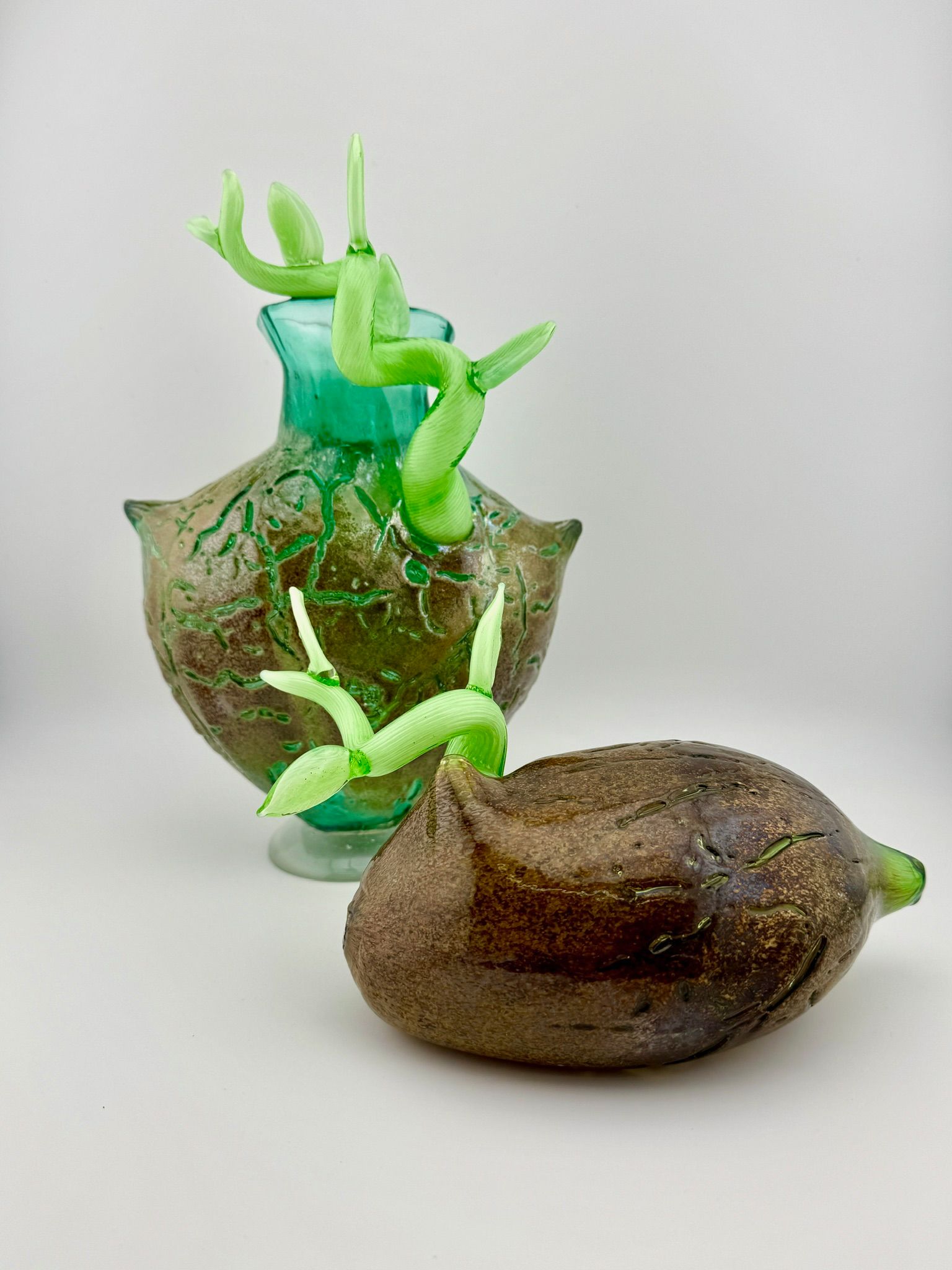 Green sea slug on brown shell with translucent blue-green fronds against a light background