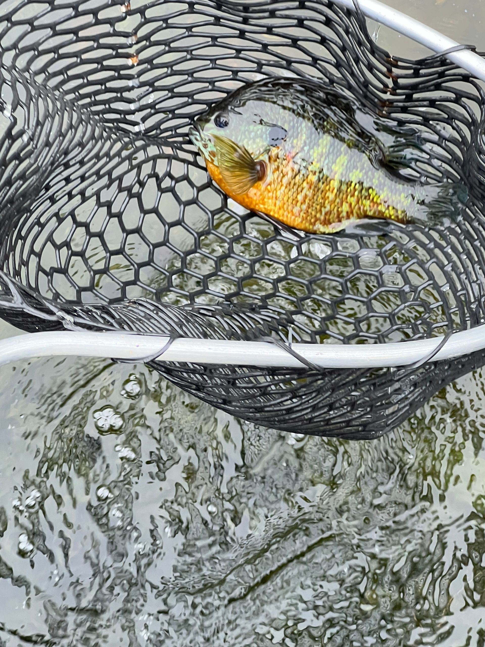 A fish is sitting in a fishing net in the water.