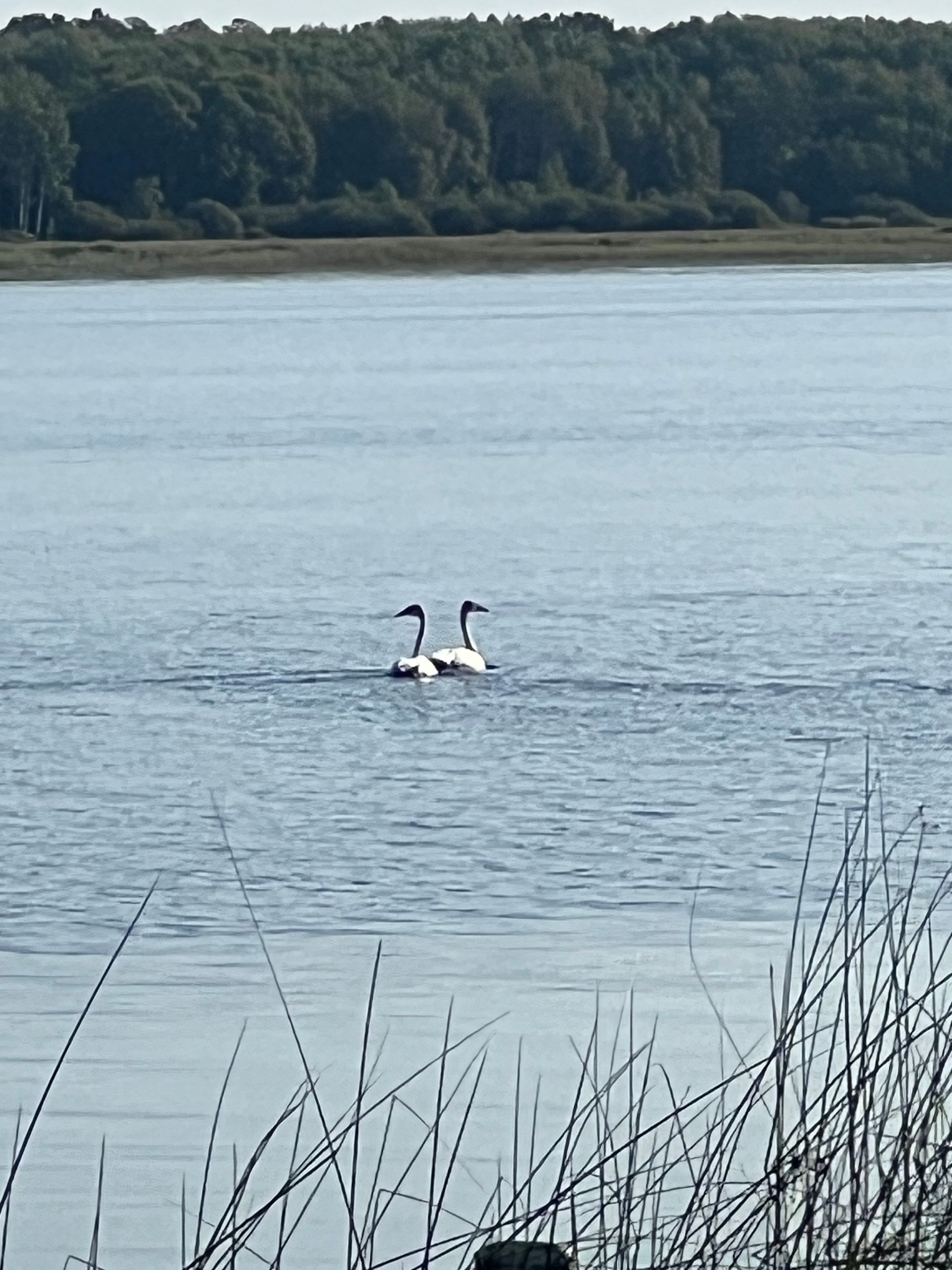 Two swans are swimming in a lake with trees in the background