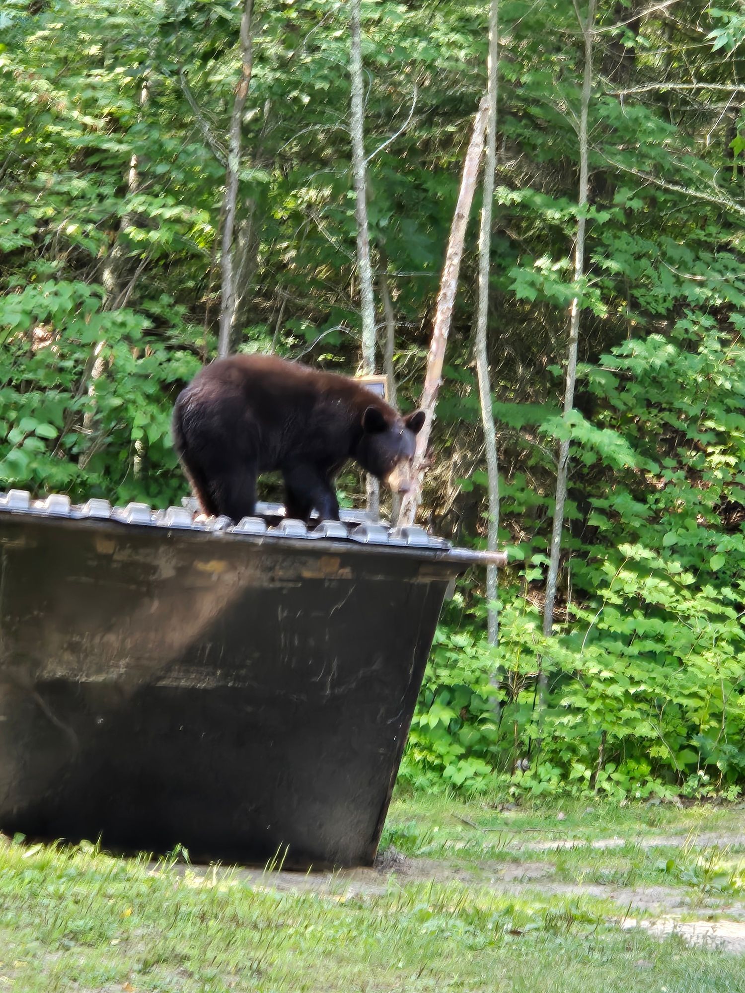 A black bear is standing on top of a black bucket.