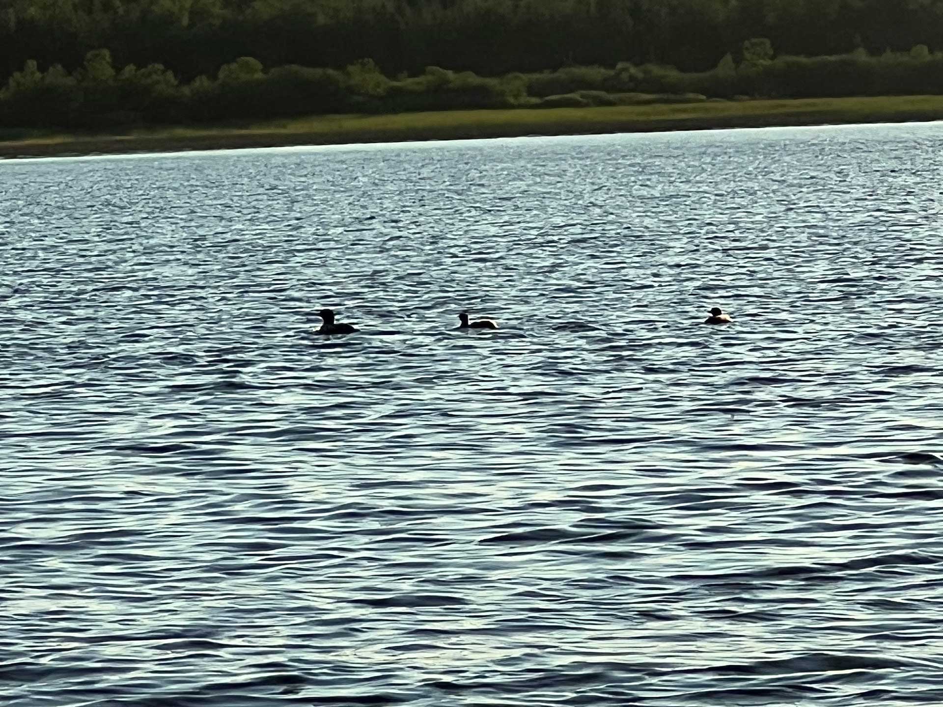 Ducks in the lake