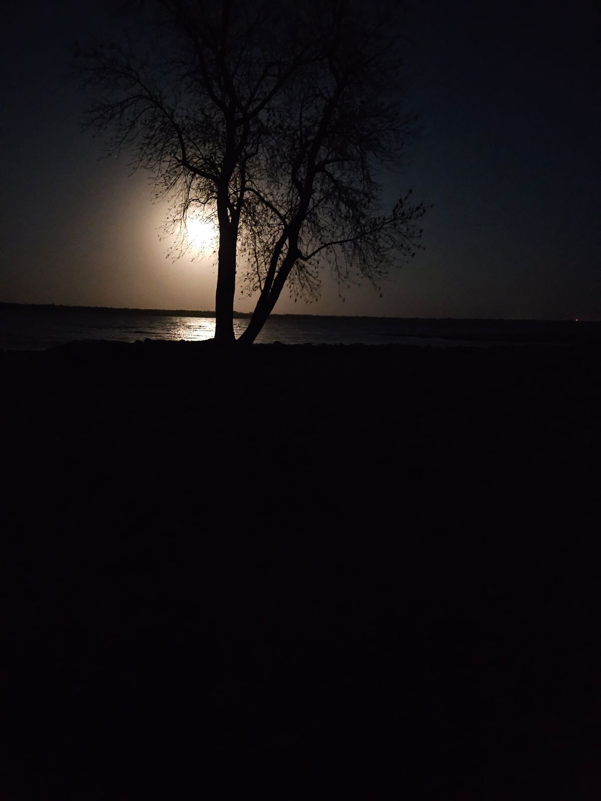 A tree is silhouetted against a full moon over the ocean.