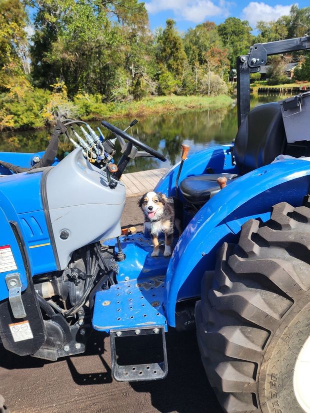 A small dog sits on a blue tractor, looking at the camera. The setting is by a lake.