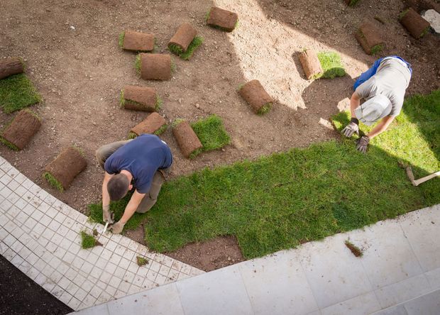Two people laying sod in a yard near a concrete border. Green grass and brown dirt.