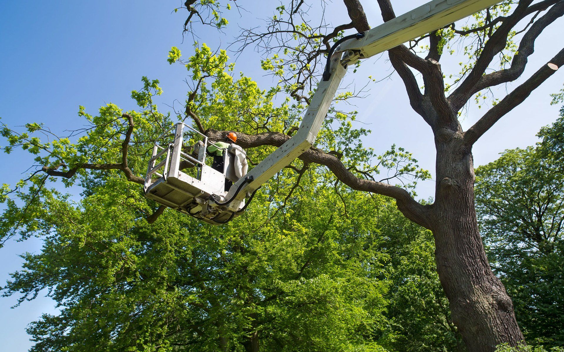 Learn More About Tree Services tree pruning