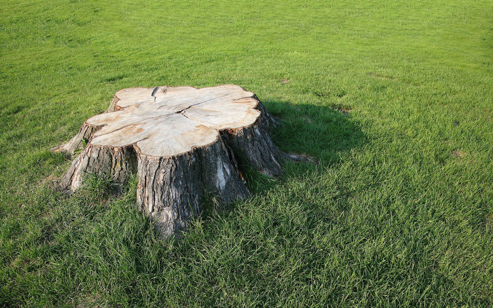 Learn More About Tree Services stump removal
