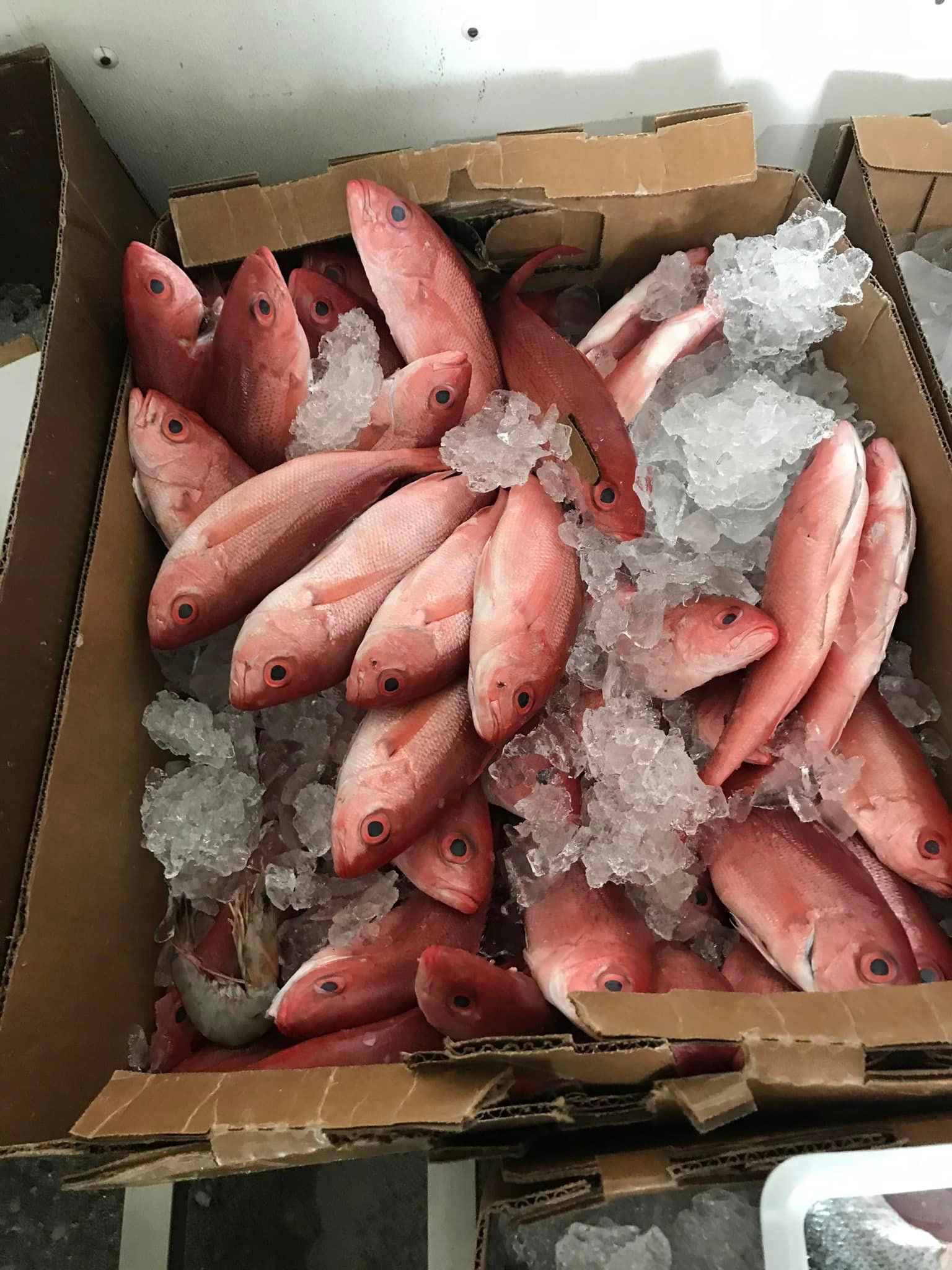 Frozen fishes